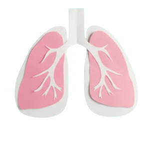 clinica-combarbala-pulmones
